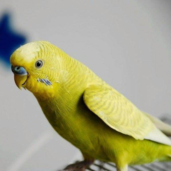 Watch Tiger parrot Blue leather speak parrot large Adult speak parrot Addressin the Pet/Pet food and supplies , Birds and supplies , Bird  category - from Buy2taobao.com to provide professional Taobao agent buy service