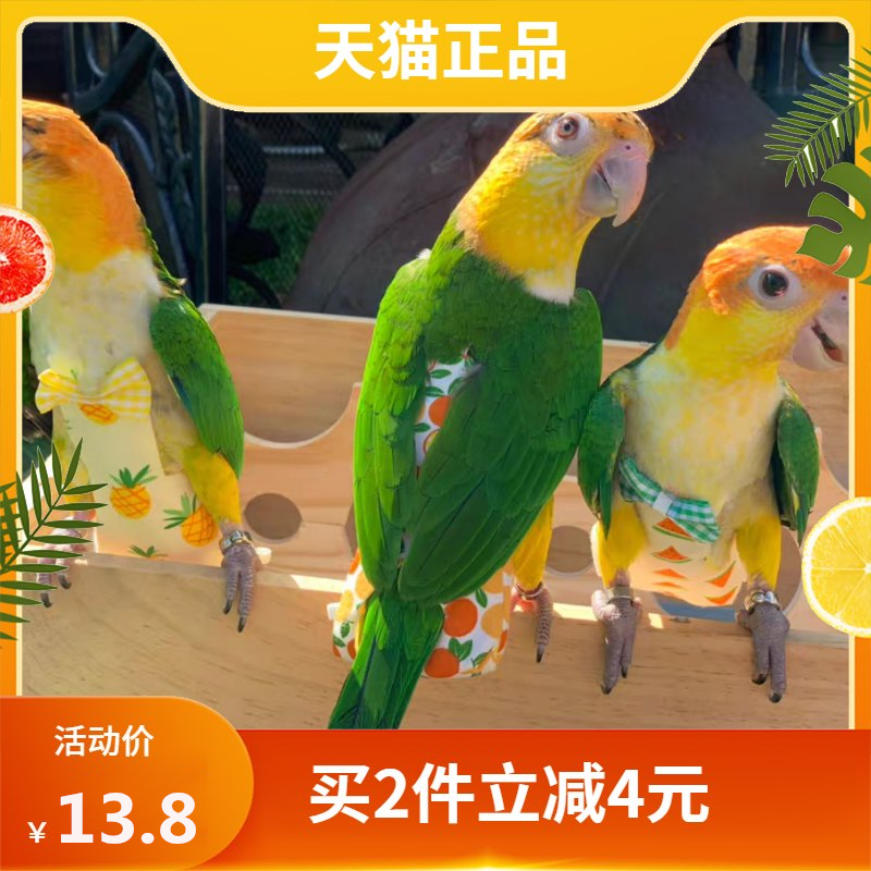 虎皮鹦鹉衣服用品用具玩具玄风牡丹鸟用飞行衣屎尿兜