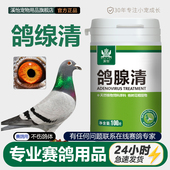 鸽腺清甩拉吐沙门氏菌拉稀水绿白便赛信鸽子清鸽大全常见问题