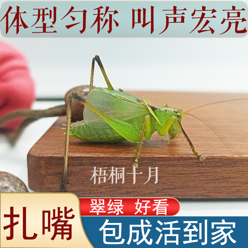 名家扎嘴吉儿宠物活体地板足个头大叫的好扎嘴吉儿姐儿咂嘴鸣虫