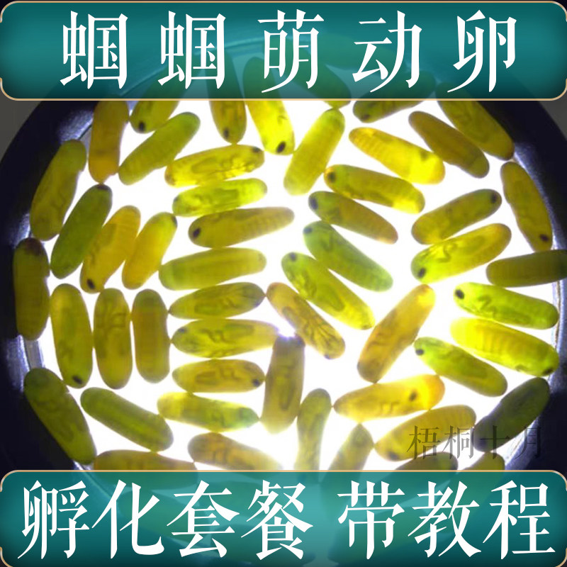 到家就可孵化蝈蝈萌动养殖蝈蝈卵出壳率高【简单易上手】