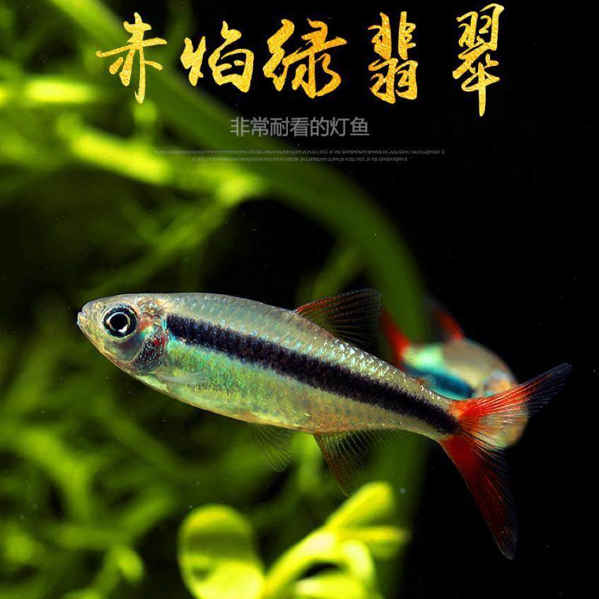 赤焰绿翡翠灯鱼南美进口小型灯鱼稀有品种红尾炽焰翡翠绿灯鱼活体