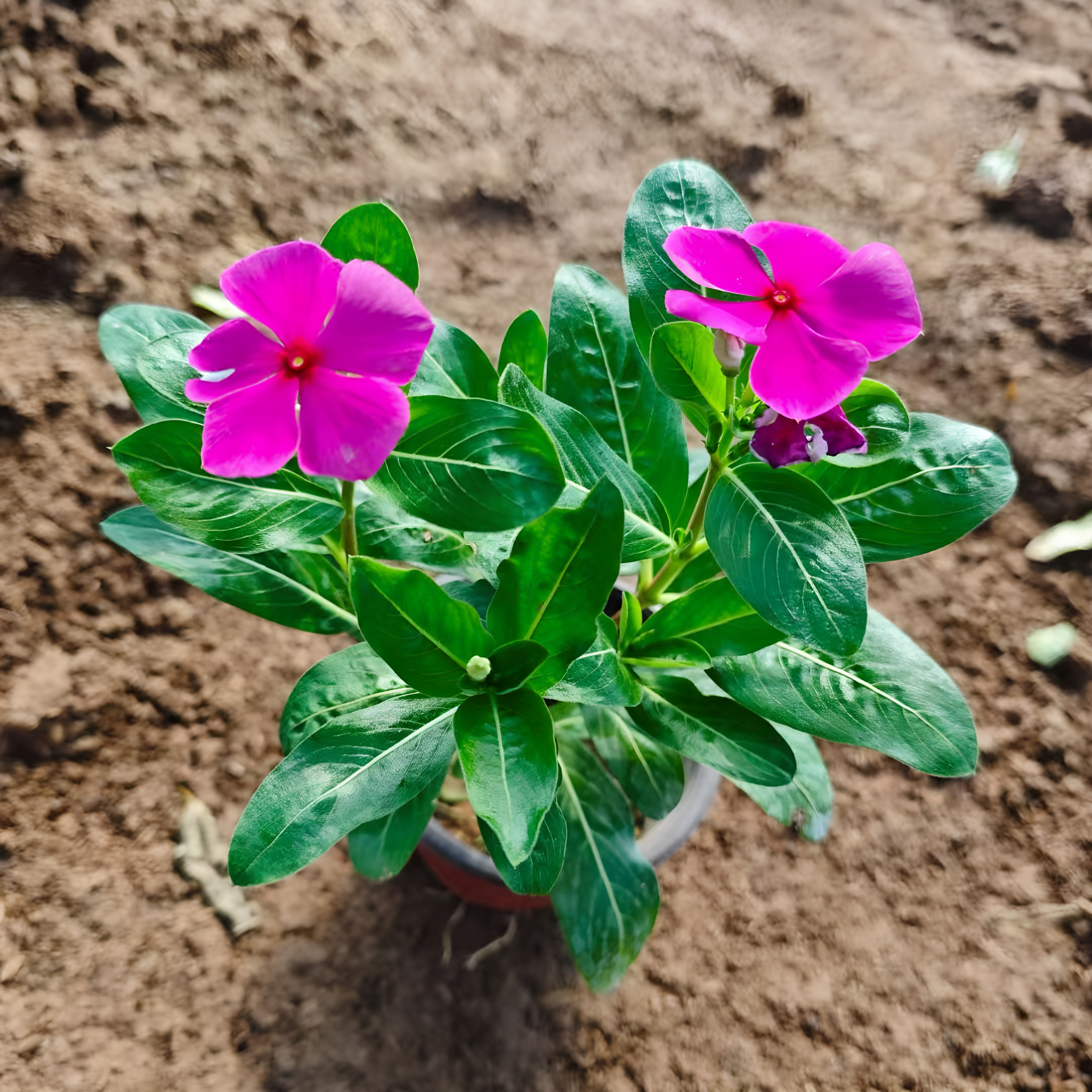 木本长春花盆栽天天开花苗带花苞五叶梅耐热耐旱阳台庭院观花植物