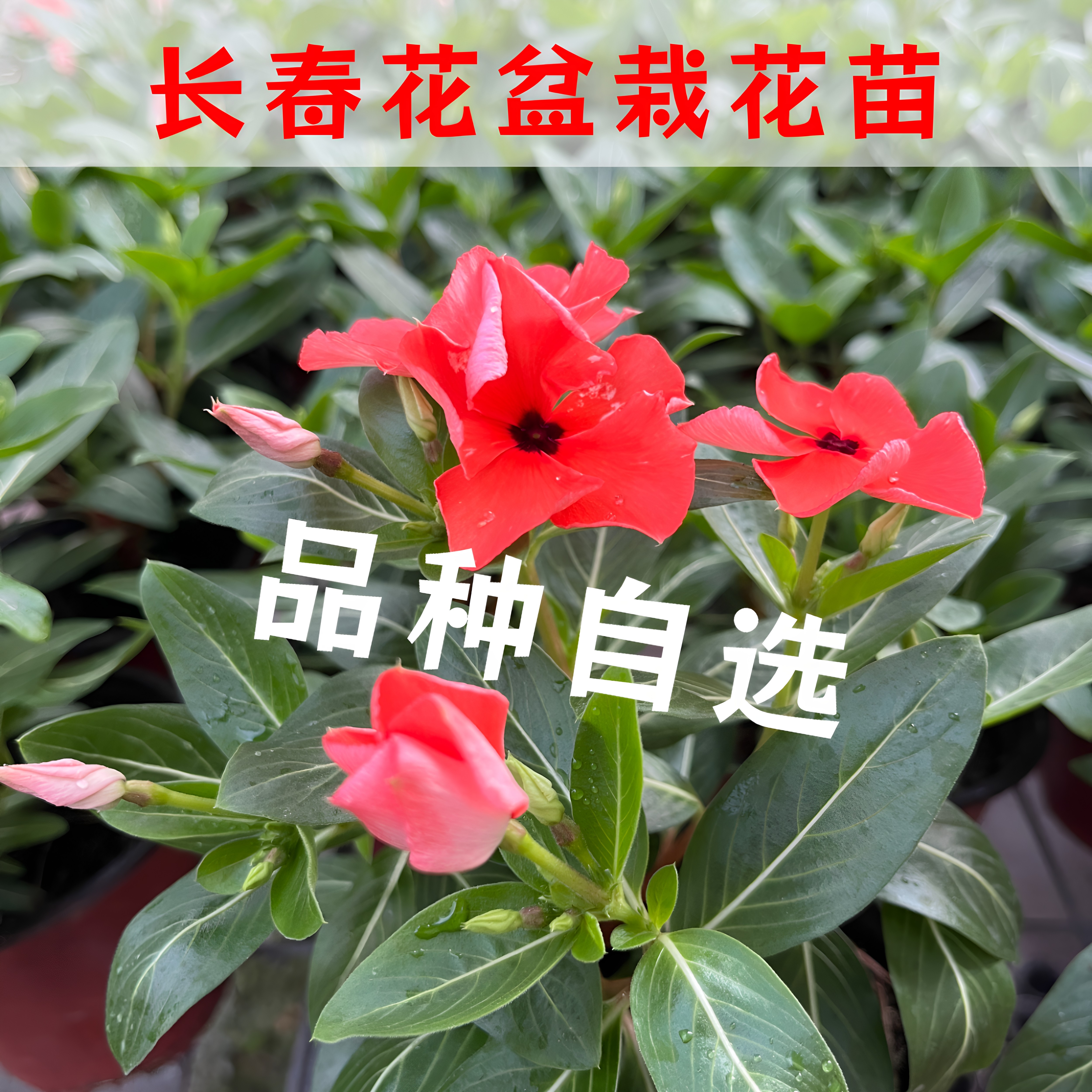 品种自选长春花盆栽花苗带花苞四季开花阳台庭院耐晒好养易爆盆