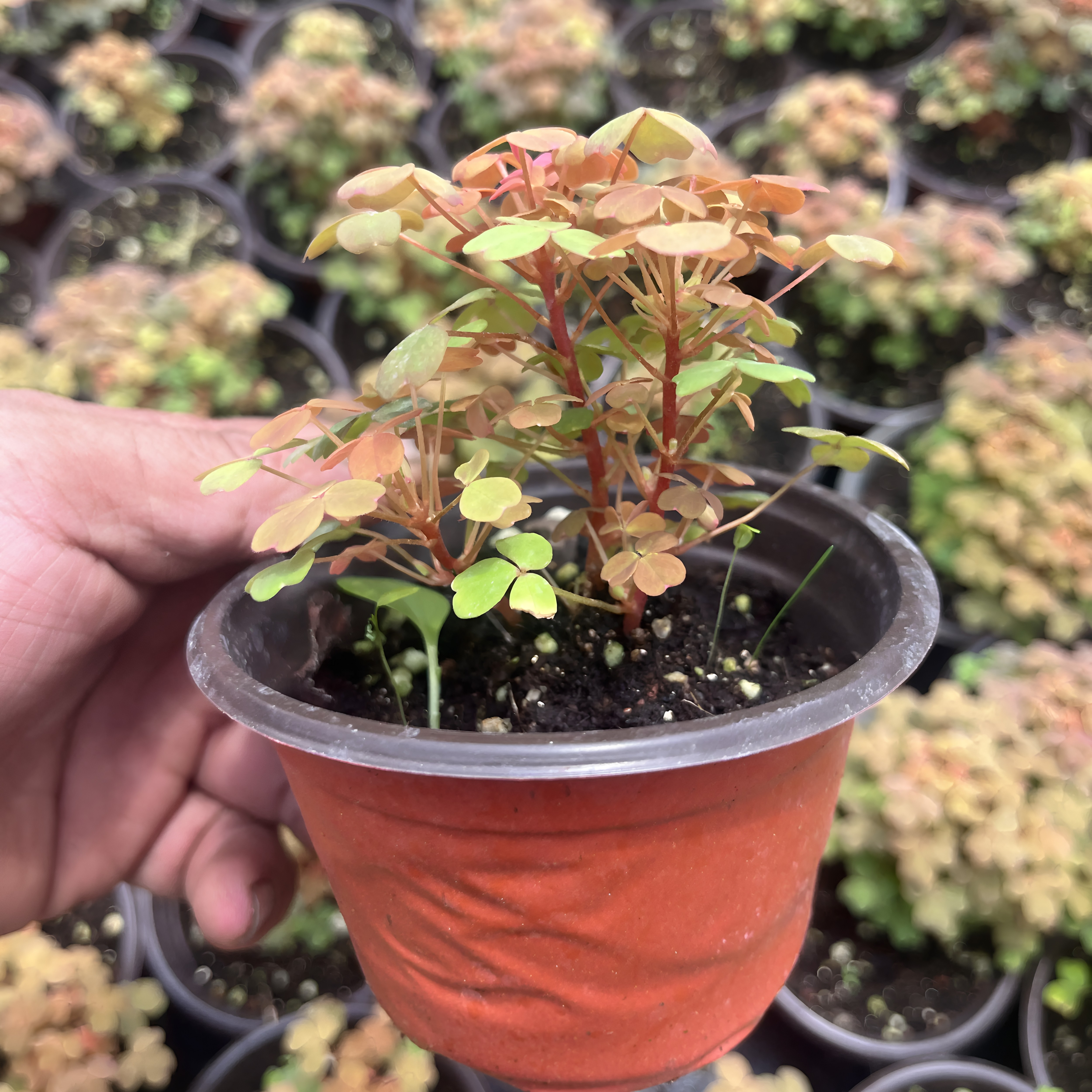 9.9两颗黄花熔焰酢浆草熔岩小红枫室内阳台四季变色桌面绿植盆栽