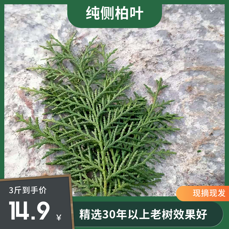 新鲜侧柏叶3斤纯叶无枝条沂蒙野生侧柏叶扁柏叶防脱生发密发增发