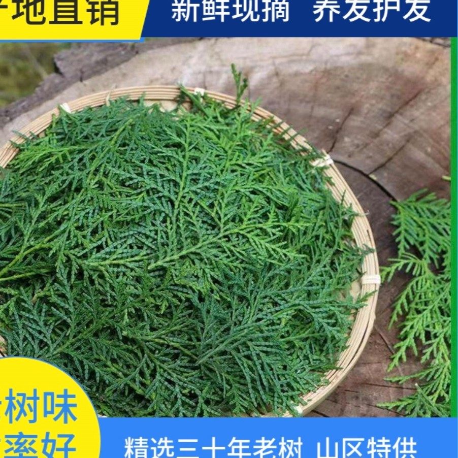 侧柏叶皂角无患子何首乌墨旱莲女贞子干姜浮萍桑叶榆树皮当归等