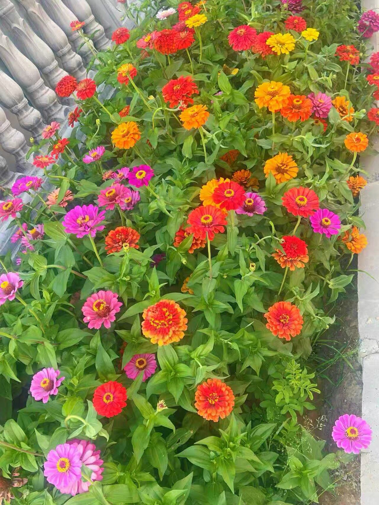 百日草花种子混色百日菊花籽易活热植养护设备