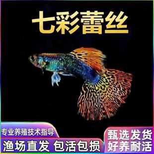 七彩蕾丝孔雀鱼纯种观赏鱼小型淡水好养热带鱼斑马小鱼鱼苗凤尾鱼
