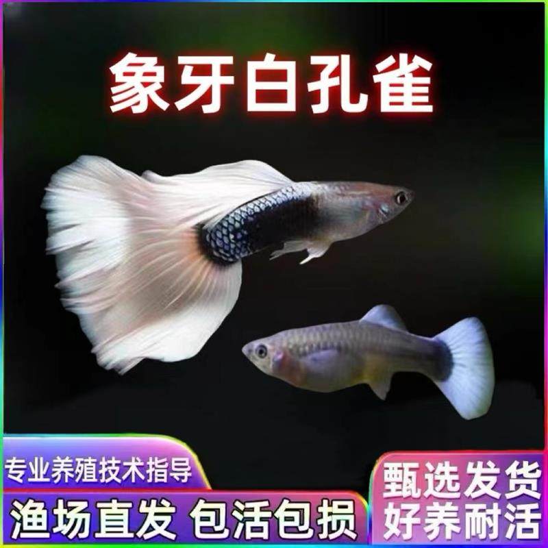 象牙白孔雀鱼热带鱼黄礼服凤尾鱼母鱼繁殖组临产精品胎生鱼观赏鱼