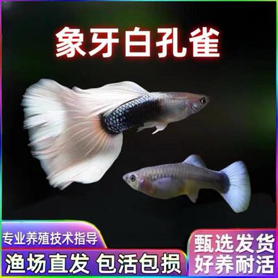 象牙白孔雀鱼热带鱼黄礼服凤尾鱼母鱼繁殖组临产精品胎生鱼观赏鱼