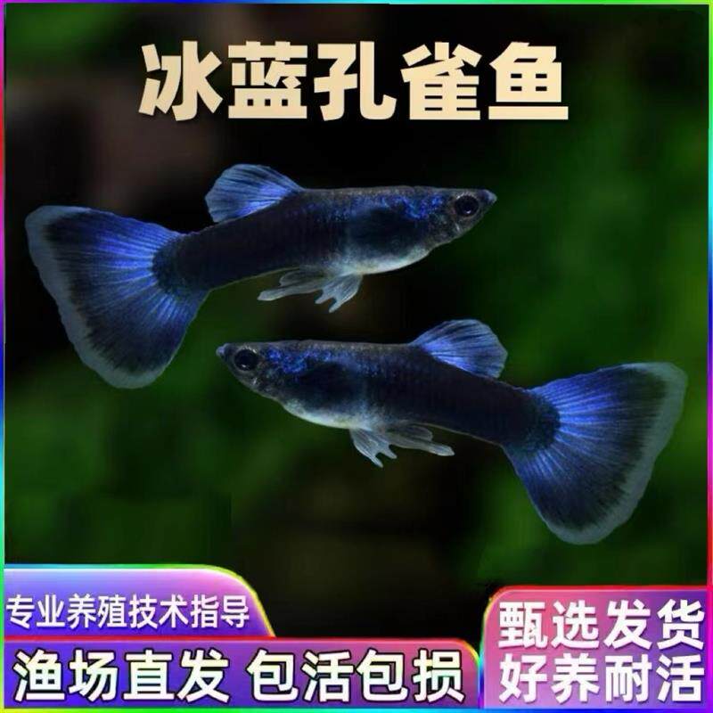 冰蓝孔雀鱼墨兰纯种孔雀鱼蓝礼服小型热带鱼珊瑚蓝尾胎生鱼包邮