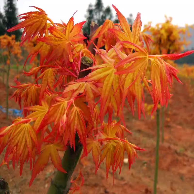 黄金枫树风景树苗南北方种植
