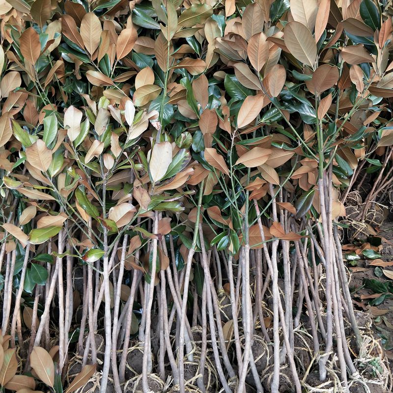 广玉兰行道树四季常青耐寒庭院