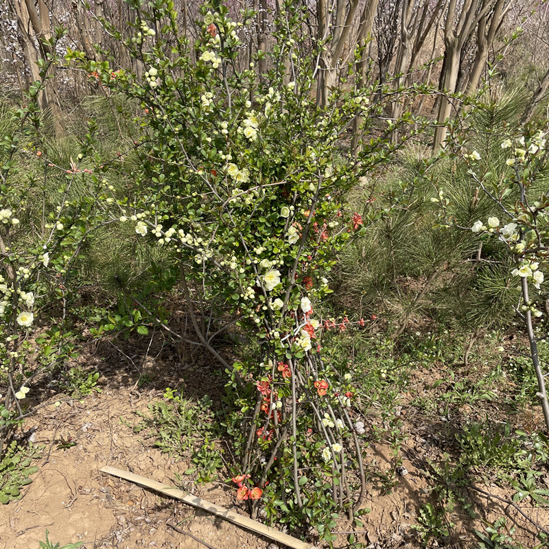 原生贴梗海棠庭院篱笆苗带刺开花