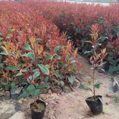 红叶石楠树苗四季常青篱笆苗花园