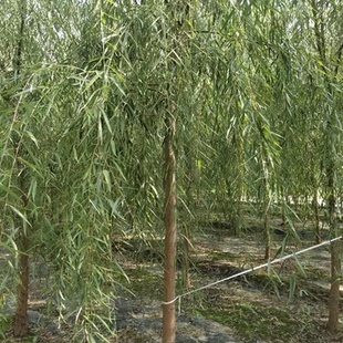 垂柳树苗青皮柳金丝柳黄金柳速生柳树苗庭院道路占地工程绿化苗木