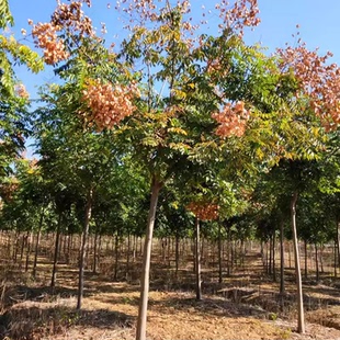 栾树苗小苗黄山栾北京栾园林工程绿化苗木行道树庭院风景占地拆迁