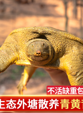 生态外塘大甲鱼活鲜公母野外放养鳖生长甲鱼雌雄水鱼团鱼王八青黄