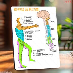 脊神经节段功能康复理疗馆展示板相框摆件中医推拿馆海报装饰摆台