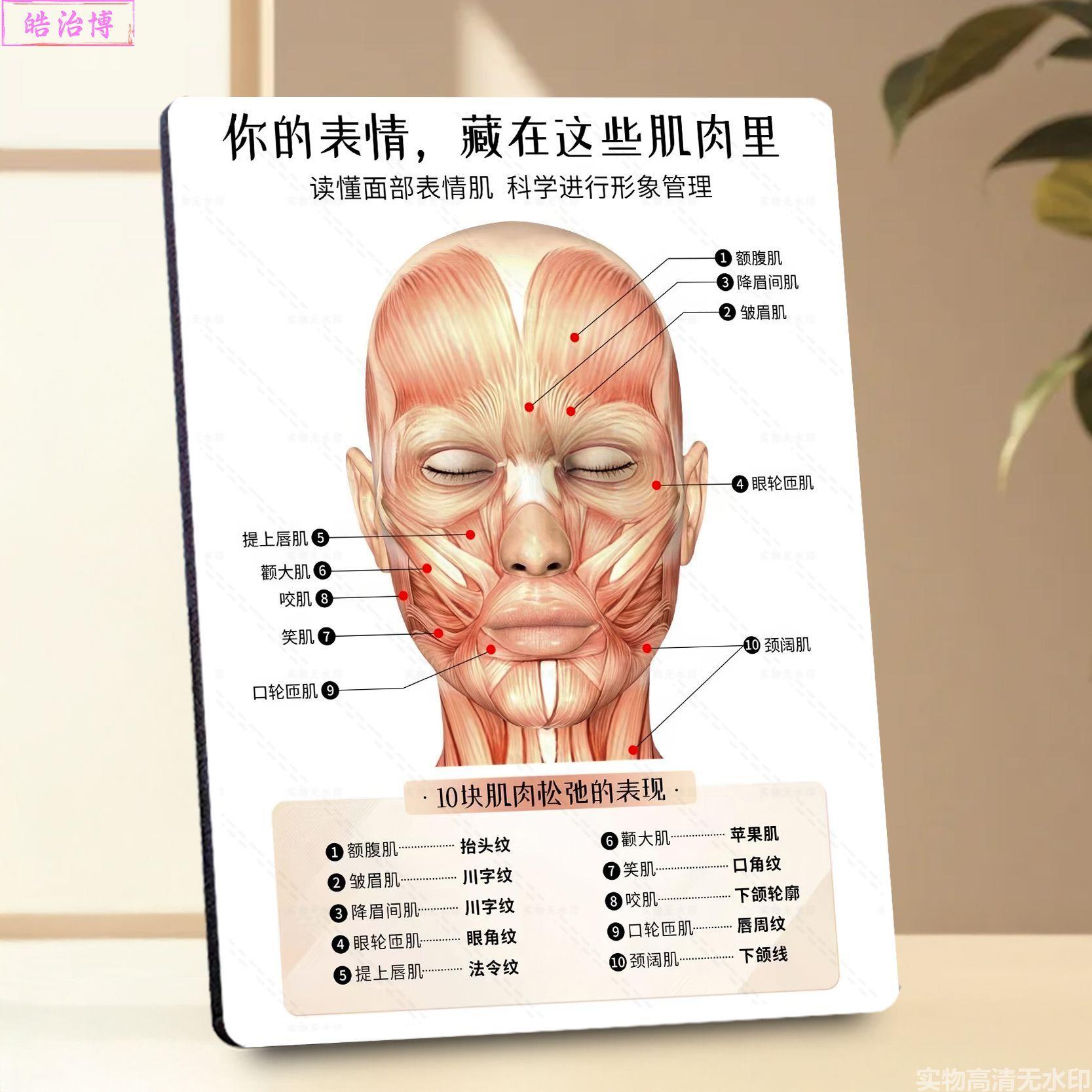 面部肌肉解剖松弛根源皮肤管理展相框/画框