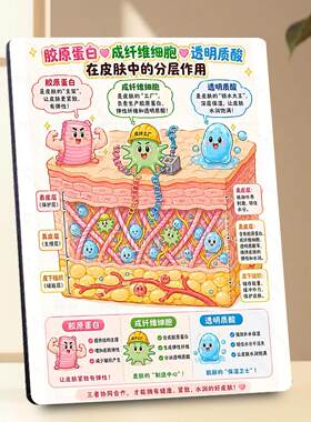 皮肤真皮层核心成分皮肤管理抗衰展示牌相框摆件美业医美装饰摆台