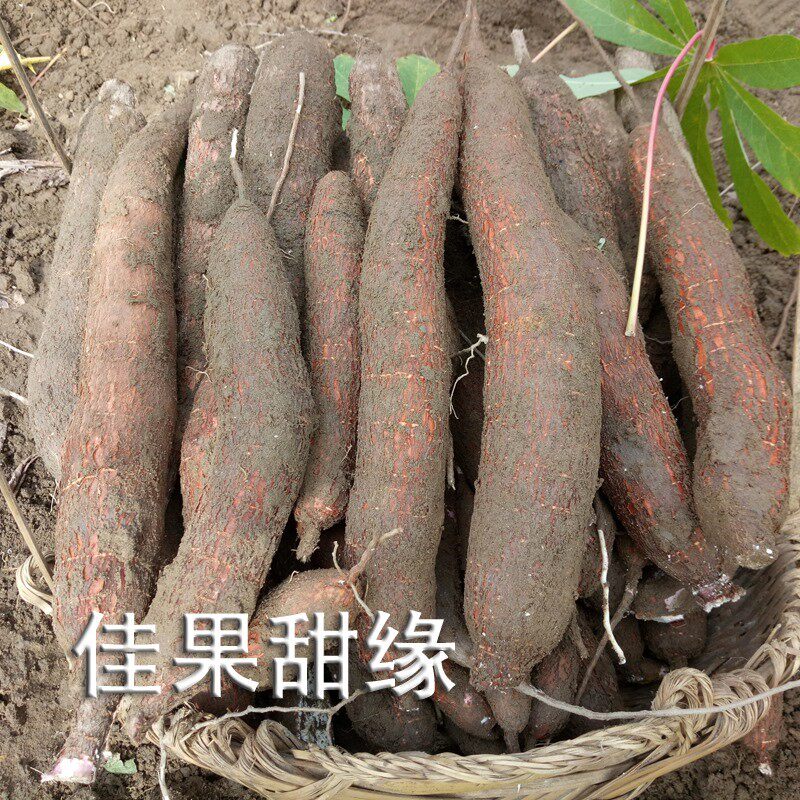 广西农家甜木薯新鲜红皮白肉木薯面包木薯包邮 fresh cassava