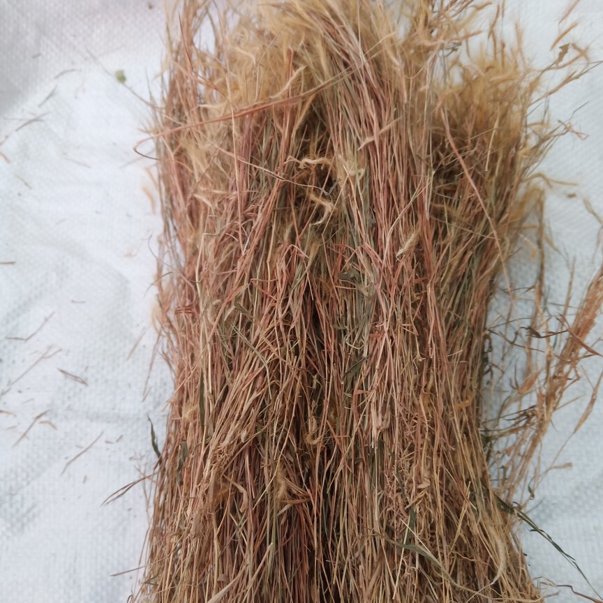 梅州野生中药材 金丝草 笔仔草 竹篙草 猫毛草  黄毛草500g包邮