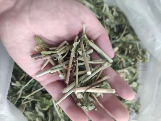 26年新晒广东农户自制竹节王 忧遁草 竹节黄 扭序花 竹节王