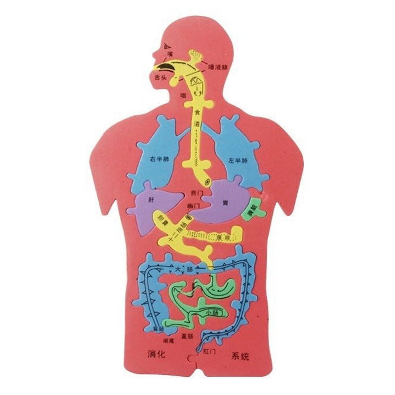 儿童益智科教玩具 人体消化系统内脏拼图eva模型动手动脑创意