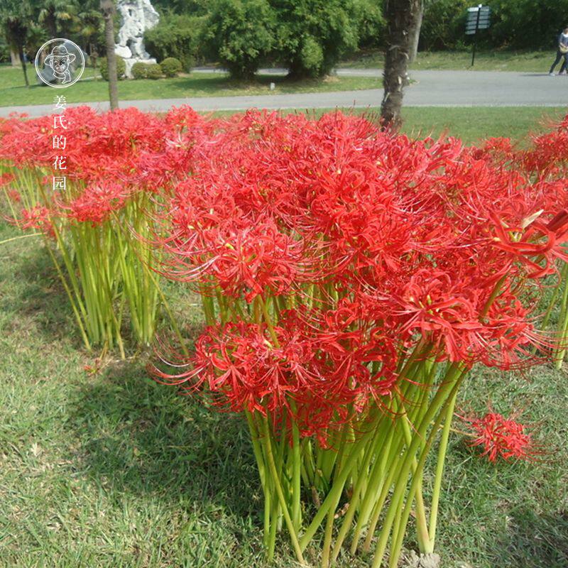 Potted plant Bloom Bana Seed ball Lycoris Seed ball Sha Hua For many years Bulbous courtyard balcony Potted plant flowers and plantsin the Flower delivery/Flowers simulation/Plants gardening , Flowers/Fruits and vegetables/Lawn seed (New) , Bulbs  category - from Buy2taobao.com to provide professional Taobao agent buy service