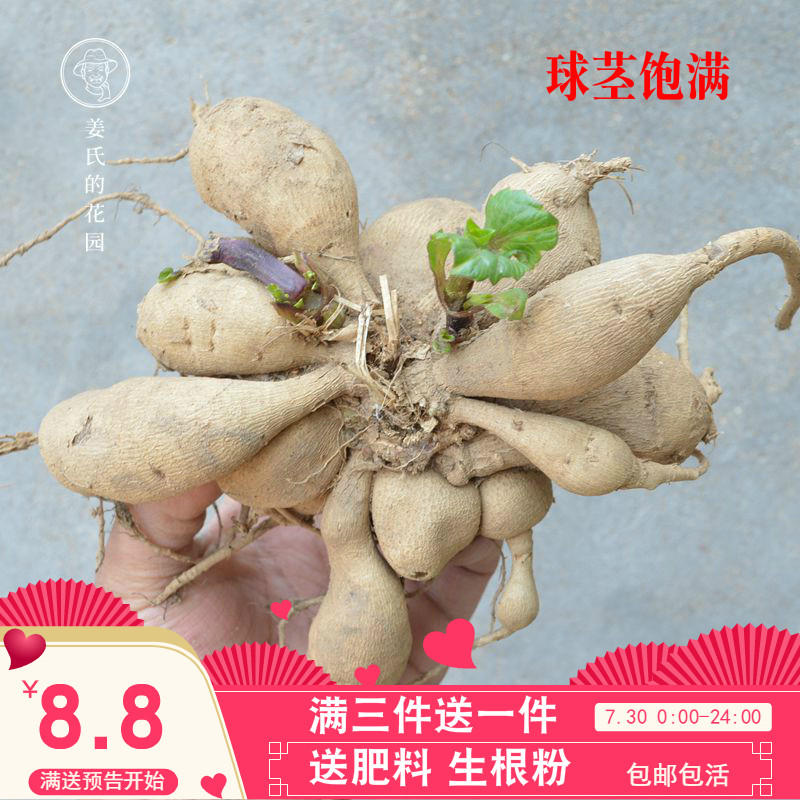 大丽花种球各种四季开花球根花卉庭院植物室内盆栽大丽菊地瓜花苗在类目 鲜花速递/花卉仿真/绿植园艺, 花卉/蔬果/草坪种子（新）, 种球中 - 来自Buy2taobao.com提供专业的淘宝代购服务