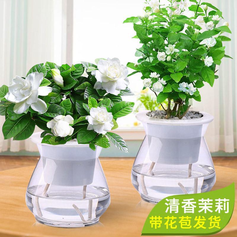 栀子花茉莉花盆栽观花卉绿箩水养室内绿萝水培植物富贵竹红掌包邮