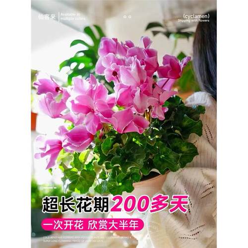 仙客来盆栽四季开花不带