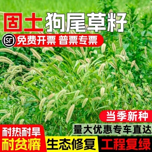 狗尾草草籽耐热耐旱耐贫瘠生态修复护坡固土工程复绿多年生草种子