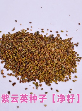 水稻田紫云英种子红花草食用野菜养蜂蜜源固氮绿肥植物高产草籽种