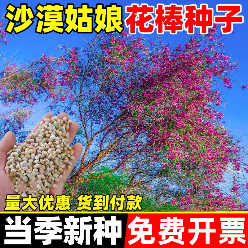 花棒种子牧草种子固沙灌木种籽细枝岩黄芪牛羊饲料观赏型防风草种