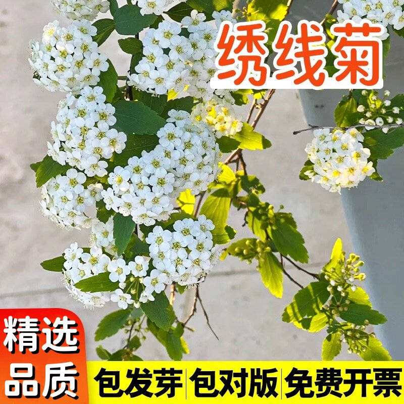 绣线菊种子抗旱抗寒花卉景观易播图片