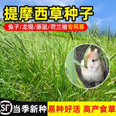 提摩西种子兔子豚鼠荷兰猪龙猫