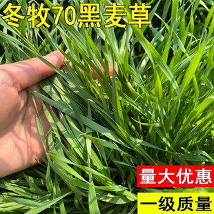 冬牧70进口黑麦草种子多年生四倍体宽叶耐寒牧草种子牛羊鱼兔种籽