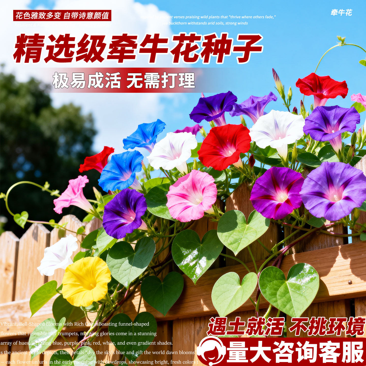 牵牛花种子喇叭花室外爬藤爬墙花卉混色四季开花盆栽好养易活种籽