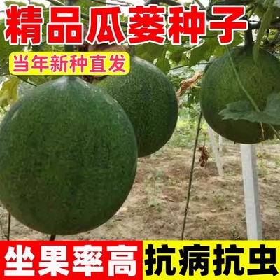 瓜蒌种子苗中药材种子食用干净