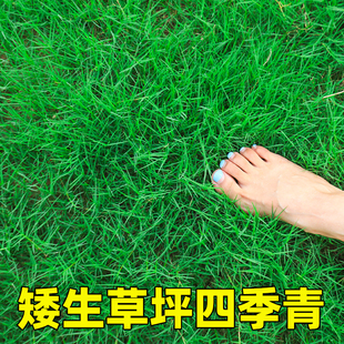 草坪种子台湾2号细叶结缕草低矮生四季青草种台湾草草籽绿化草籽