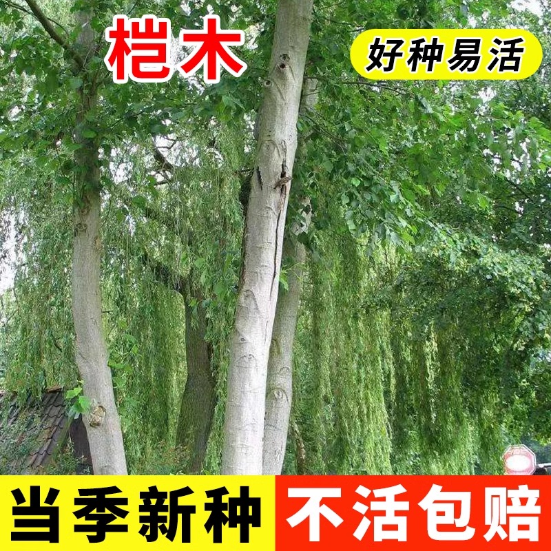 林木种子新采桤木种子水冬瓜树