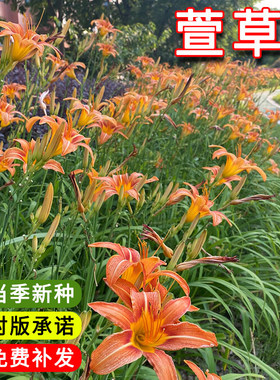 大花萱草种子金娃娃萱草种籽黄花萱草种盆栽花宿根多年耐荫花种子