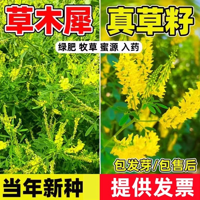 草木樨种子牧草种籽草木犀蜜源植