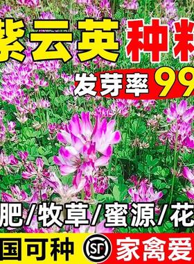 紫云英草种籽花草食用野菜养蜂蜜源固氮果园绿肥植物高产牧草种子