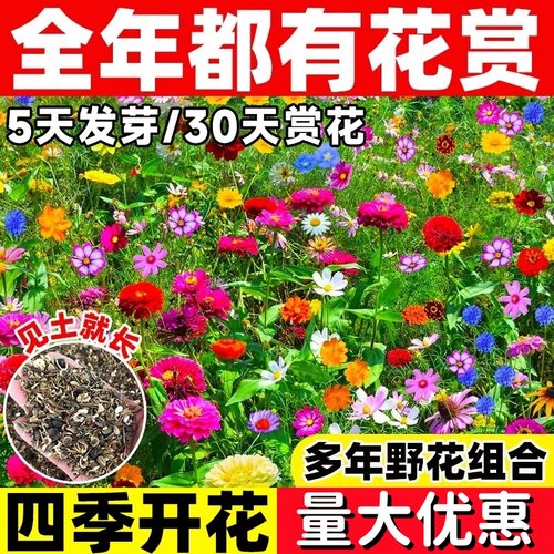 耐寒矮生野花组合花种子开花