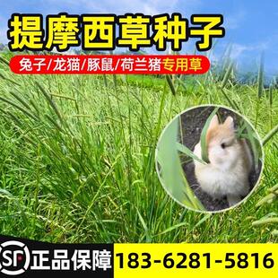 提摩西草种籽兔草种子孑猫尾草梯豚鼠荷兰猪优质草多年生牧草种子