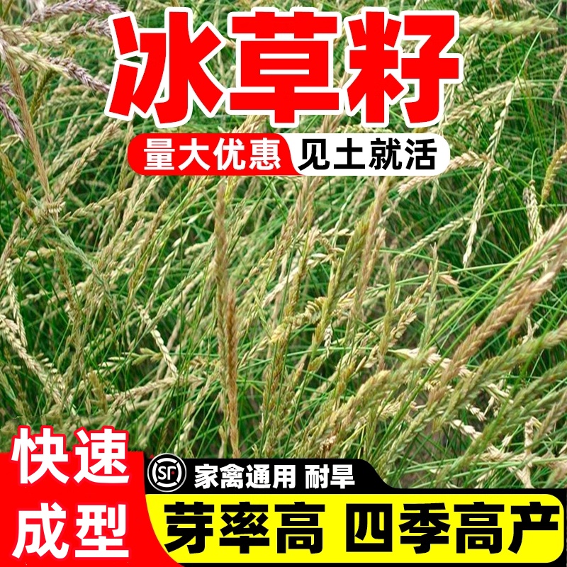 冰草籽扁穗四季高产种籽防风耐寒